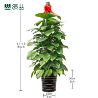綠蘿柱開業喬遷送禮植物盆栽花卉武漢綠叢送到家辦公室綠植租賃